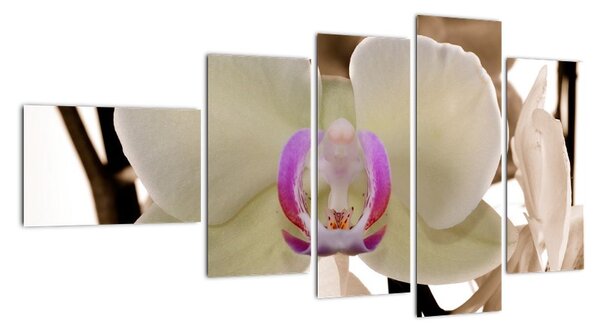 Orchidej - obraz (110x60cm)
