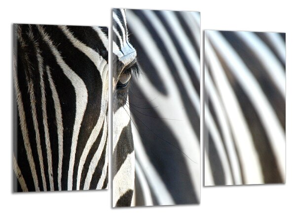 Obraz na plátně Zebra