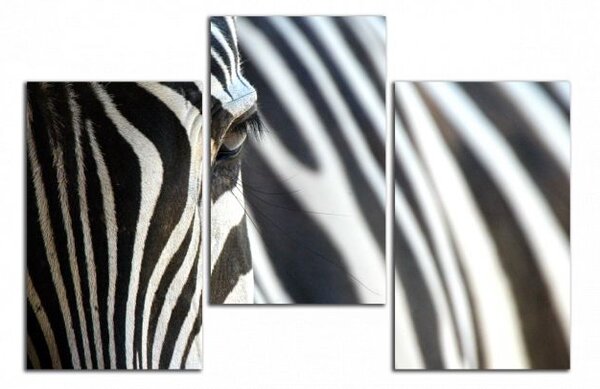 Obraz na plátně Zebra