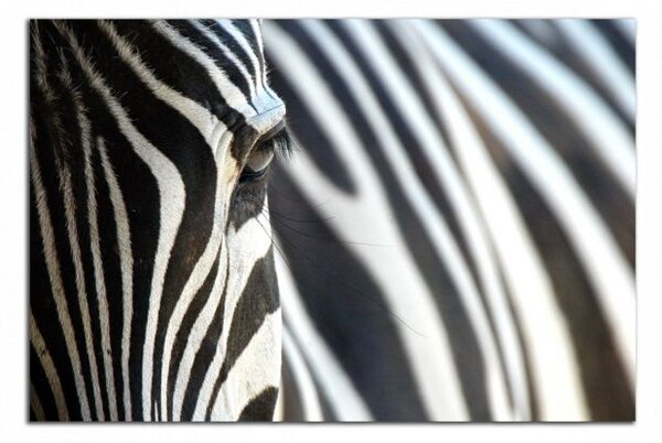 Obraz na plátně Zebra