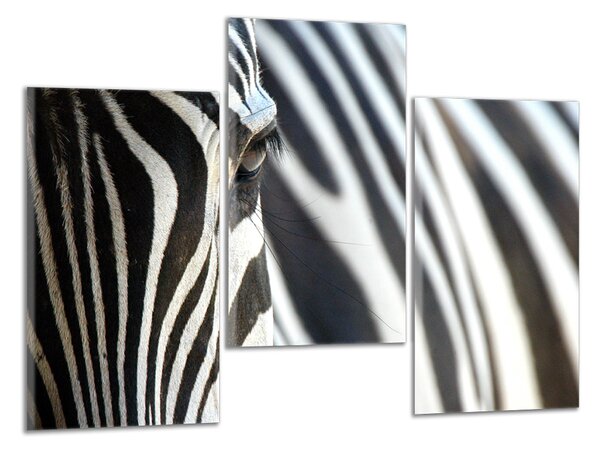 Obraz na plátně Zebra