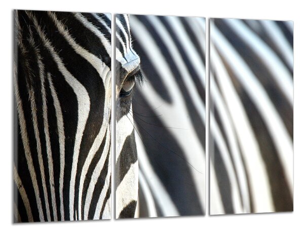 Obraz na plátně Zebra