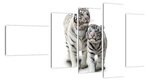 Tygr bílý - obraz (110x60cm)