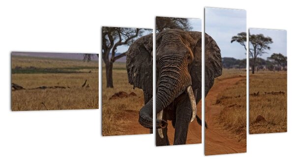 Obraz slona (110x60cm)