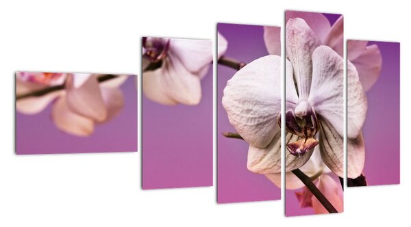 Moderní obrazy - orchidej (110x60cm)