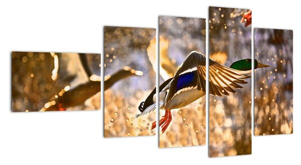 Letící kachny - obraz (110x60cm)