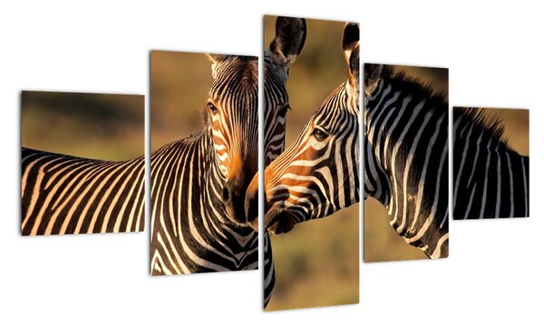Obraz - zebry (125x70cm)