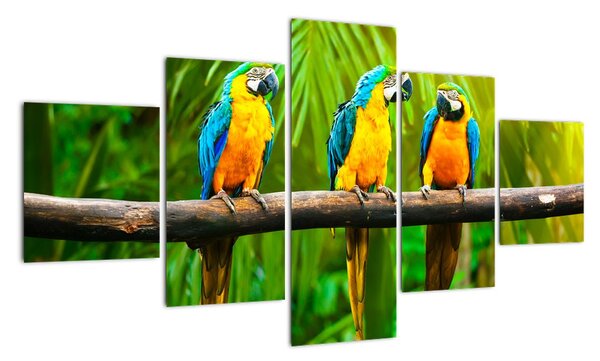 Moderní obraz - papoušci (125x70cm)