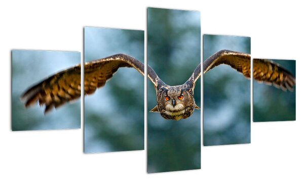 Obraz letící sovy (125x70cm)