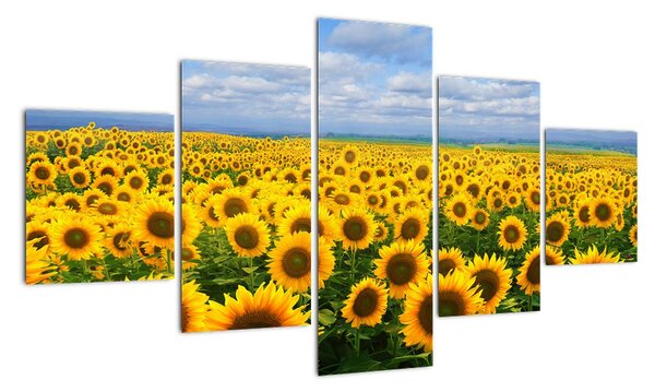 Obraz - slunečnice (125x70cm)