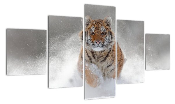 Obraz běžícího tygra (125x70cm)