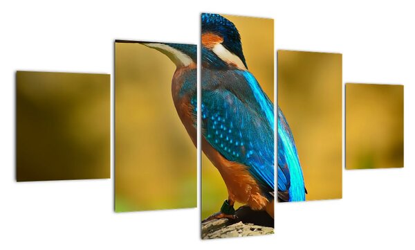 Obraz - barevný pták (125x70cm)