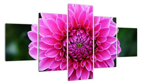 Obraz růžového květu (125x70cm)