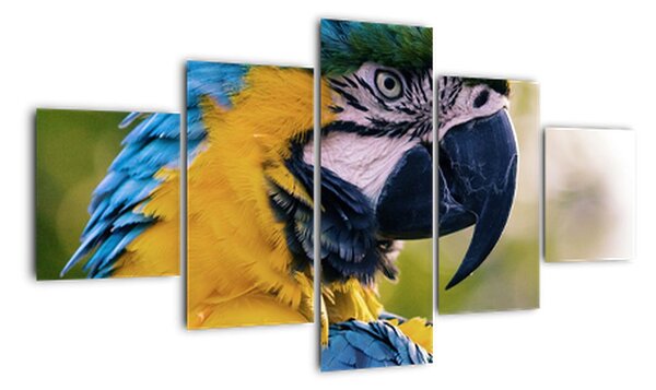 Obraz - papoušek (125x70cm)
