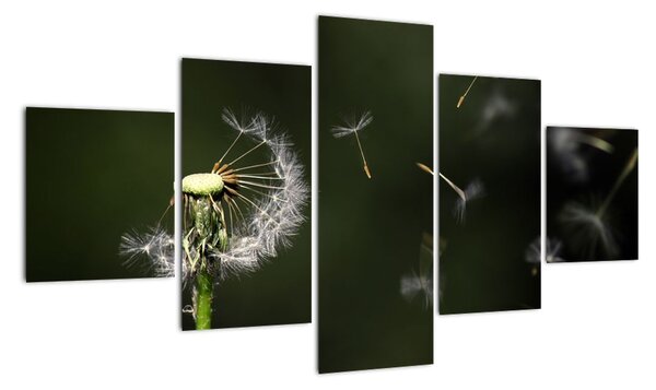Obraz - chmýří od pampelišky (125x70cm)