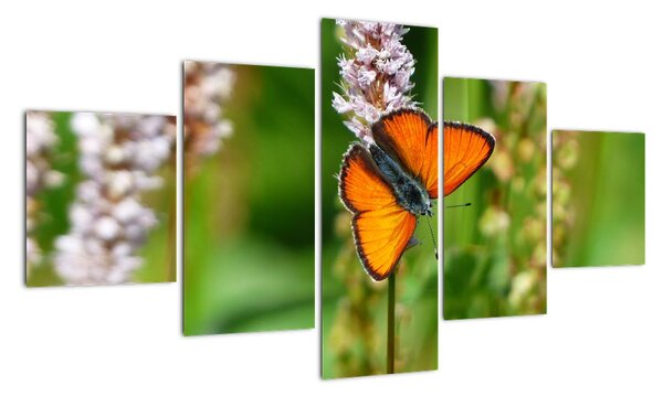 Moderní obraz motýla na louce (125x70cm)