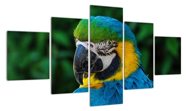 Obraz papouška (125x70cm)