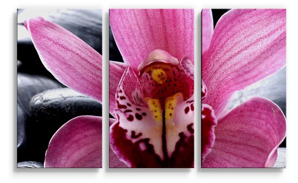 Sablio Obraz - 3-dílný Růžová orchidea - 120x80 cm