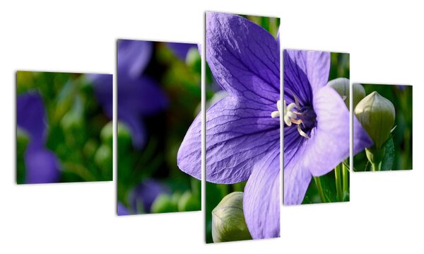 Květiny - obraz (125x70cm)