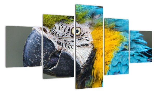 Papoušek - obraz (125x70cm)
