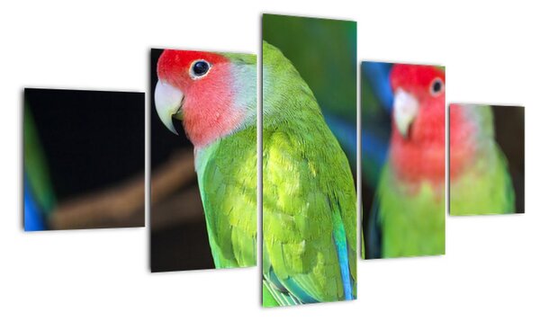 Papoušci - obraz (125x70cm)