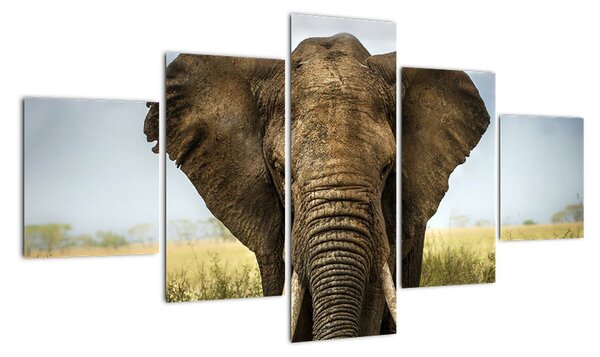 Slon - obraz (125x70cm)