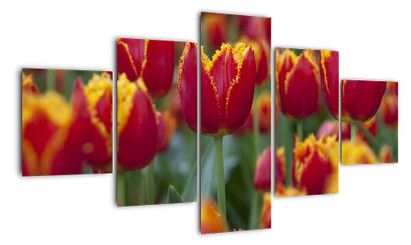 Tulipánové pole - obraz (125x70cm)