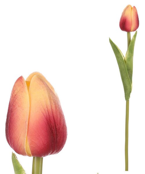 TULIPÁN 35 cm XXXL