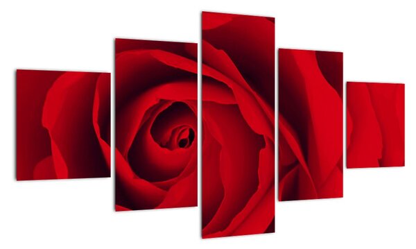 Detail červené růže - obraz (125x70cm)