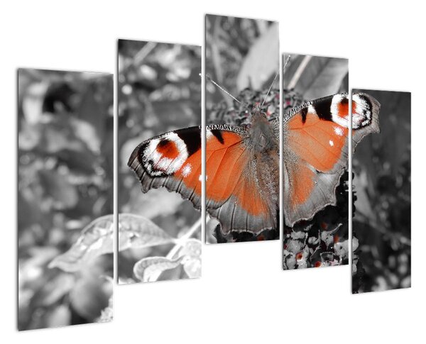 Oranžový motýl - obraz (125x90cm)