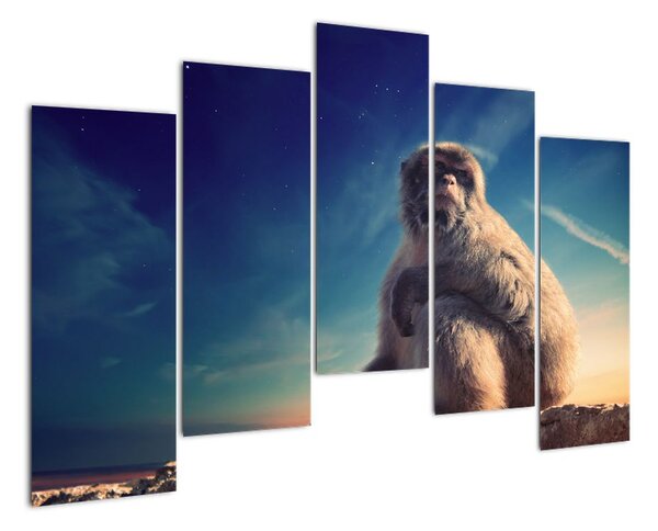 Obraz opice - obrazy zvířat (125x90cm)