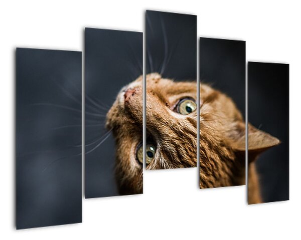 Moderní obraz kočky (125x90cm)