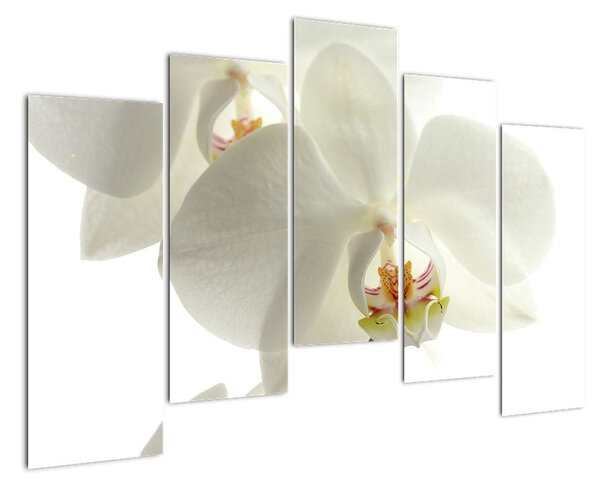 Obraz orchideje (125x90cm)