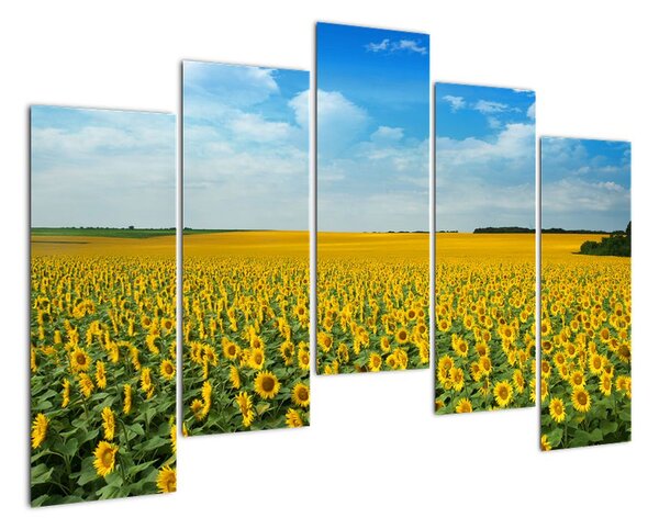 Obraz pole slunečnic (125x90cm)