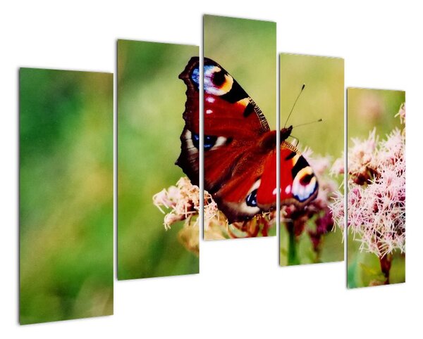 Motýl - obraz (125x90cm)