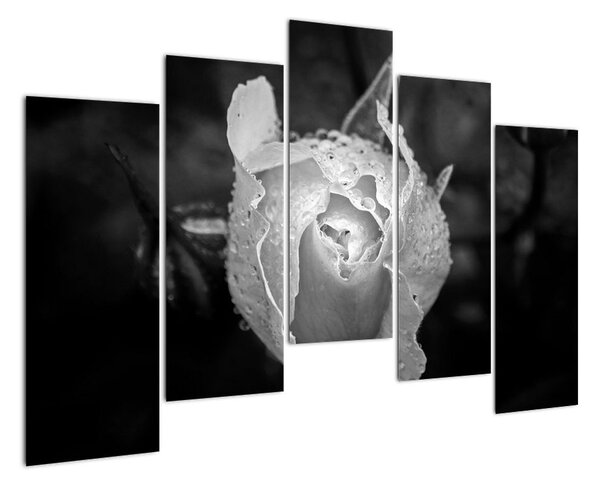 Obraz černobílé růže (125x90cm)