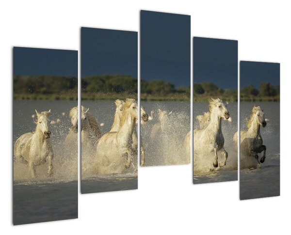 Cválající koně, obraz (125x90cm)