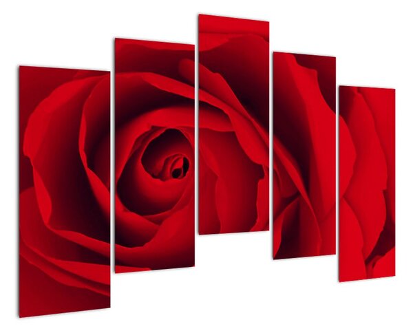 Detail červené růže - obraz (125x90cm)