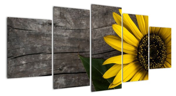 Obraz slunečnice na stole (150x70cm)