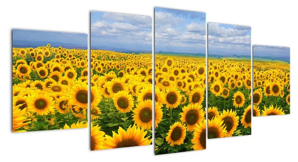 Obraz - slunečnice (150x70cm)