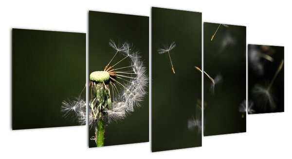 Obraz - chmýří od pampelišky (150x70cm)
