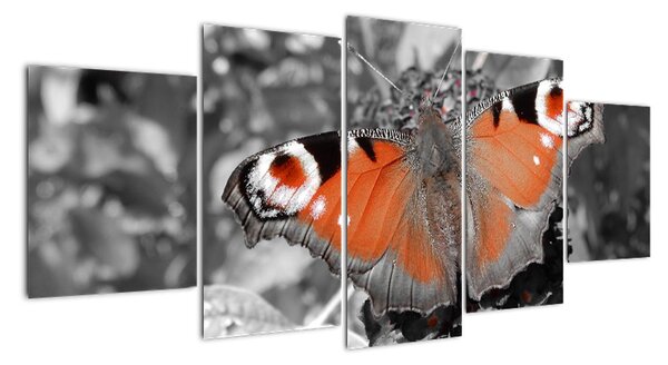 Oranžový motýl - obraz (150x70cm)