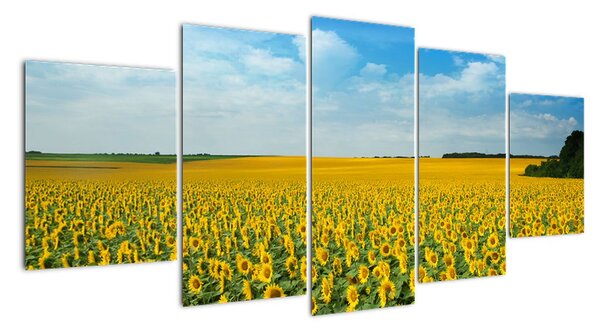 Obraz pole slunečnic (150x70cm)