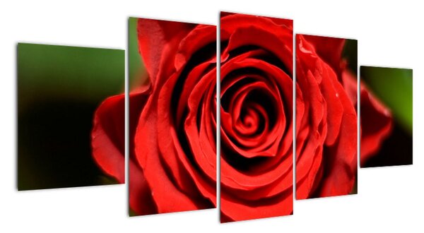Obrázek růže (150x70cm)