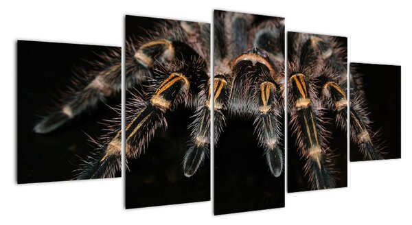 Obraz tarantule (150x70cm)