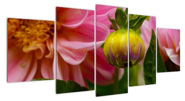 Obraz květu rostliny (150x70cm)