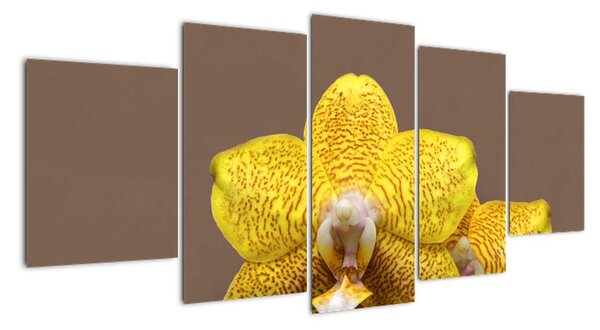 Žlutá orchidej - obraz (150x70cm)