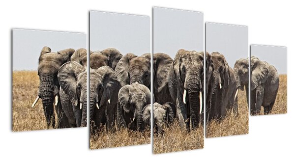 Stádo slonů - obraz (150x70cm)