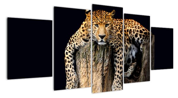 Leopard, obraz (150x70cm)