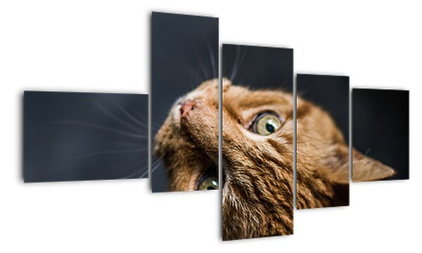 Moderní obraz kočky (150x85cm)